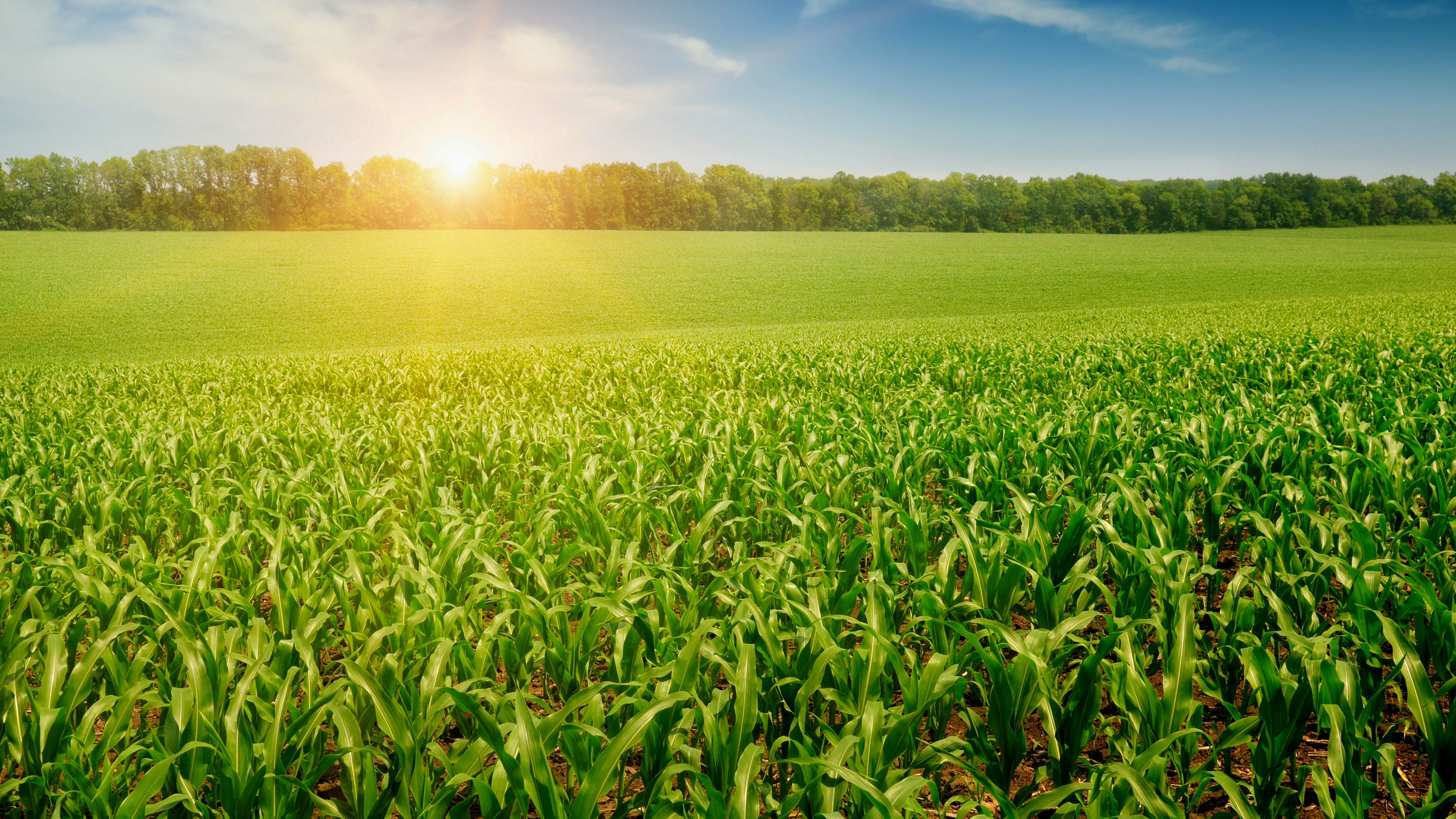 Nyersanyag termesztés